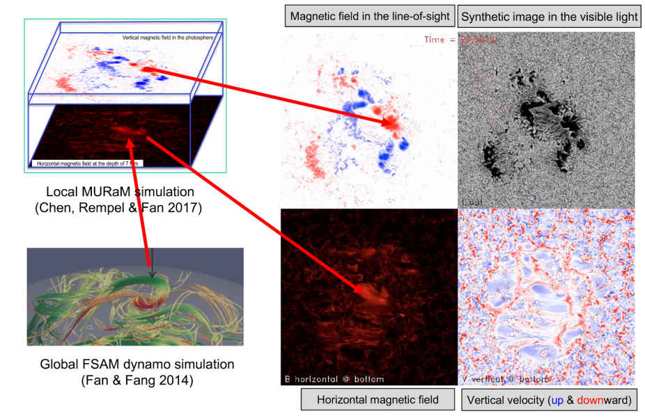 Schematic highlighting the coupling of the global FSAM dynamo model and the local MURaM radiative MHD simulation covering the upper convection zone and photosphere of the sun